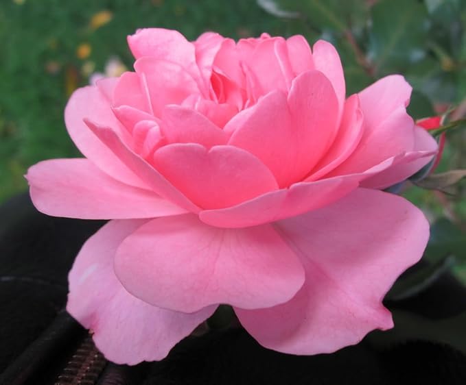 Fragrant Rose Plant Live Bush Shrub or Climbing, Old-Fashioned Roses Summer Rebloomer in 2.5 Inch Pot, Lanscape Rose Plant (Assorted) (Pink Shrub)