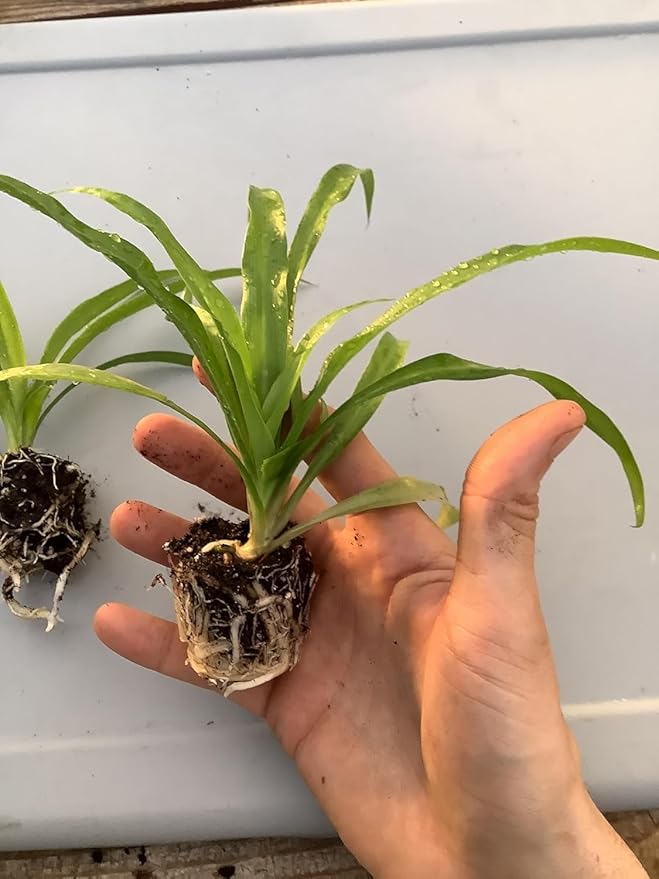 Live Green Spider Plants - 2 Starter Plugs for Home & Office Decor - Air Purifying Houseplants with White & Green Variegated Foliage - Easy to Grow Indoor Outdoor Garden Plant
