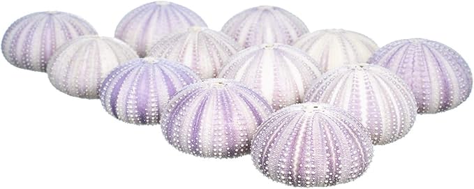 Nautical Crush Trading Sea Urchins Shells for Air Plants - 12 Purple (1.5-2.5") Sea Urchin Shells - Hanging Air Plant Holder - Air Plants Live Holders - Air Plant Pot - No Plants Included