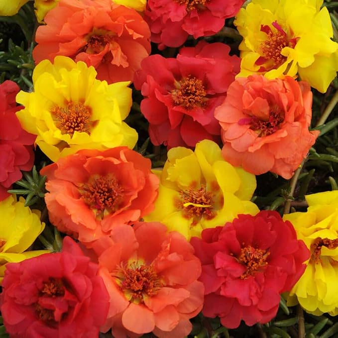 Outsidepride Tropical Mixed Moss Rose Seeds - 500 Pcs Annual, Drought & Heat Tolerant, Pollinator Friendly Ground Cover Seeds for Planting w/Vibrant Blooms & Succulent Foliage, Ideal for Xeriscaping