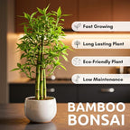 Japanese Bamboo Bonsai Forest Seeds – 100 Premium Seeds for Indoor Outdoor Planting, Create Mini Zen Garden, Fast Growing Ornamental Bamboo for Containers, Patio Décor & DIY Bonsai Projects