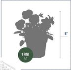 Live Healthy Flowering Pansies - Blue (4 Plants Per Pack), Beautiful Winter Color, 6" Tall by 4" Wide in 1 Pint Square Pot