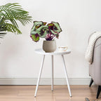 LEAL PLANTS ECUADOR Begonia Rex Escargot (Pack of 2) – Attractive Indoor Plant,Easy Care, Air-Purifying House Plant for Wellness & Home Decor, Office Desk, Unique Sustainable Gift for Plant Lovers