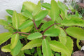 KALANCHOE PINNATA Miracle Leaf air (FF) Plants Bryophyllum Pinnatum 4" Plant , Succulent, Cactus