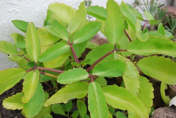 KALANCHOE PINNATA Miracle Leaf air (FF) Plants Bryophyllum Pinnatum 4" Plant , Succulent, Cactus