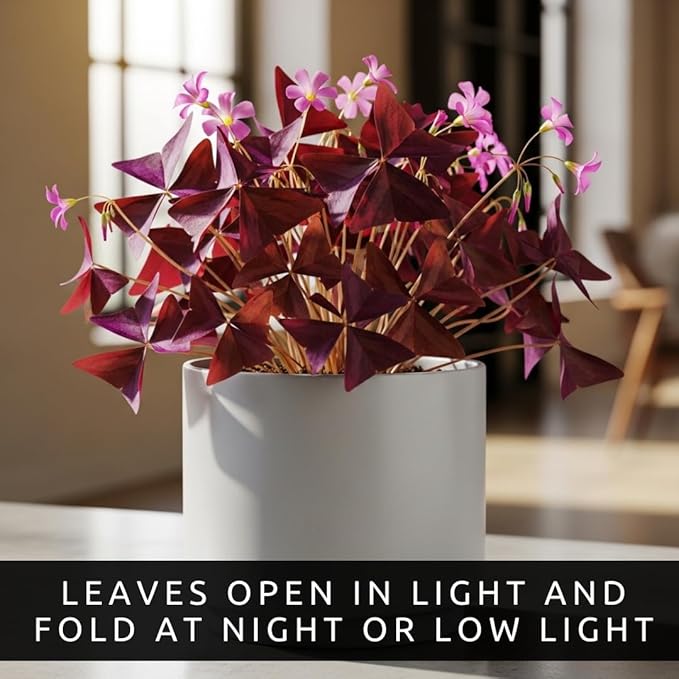 Oxalis Triangularis Bulbs - Purple Shamrock Bulbs - Good Luck Plant - Fast Growing Year Round Color Indoors or Outdoors - Oxalis Shamrock Bulbs - (10 Bulbs)