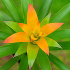 5 Guzmania Gloriosa Seeds – Exotic Tropical Bromeliad for Indoor & Outdoor Growing