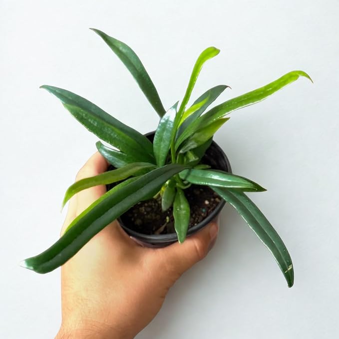 Blue Oil Fern Live Plant – Rare Microsorum Thailandicum Tropical Fern | Exotic Indoor Houseplant with Shimmering Blue Leaves, Easy Care Decorative Plant for Home, Garden & Office (Heat Pack Included)