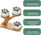 Live Lithops Succulent Plants, 10 Pcs, Rainbow Colorful Variety, Random Pick, Bare Root Without Pot & Soil, Indoor Office Desk Decoration, Plant Lovers Gifts