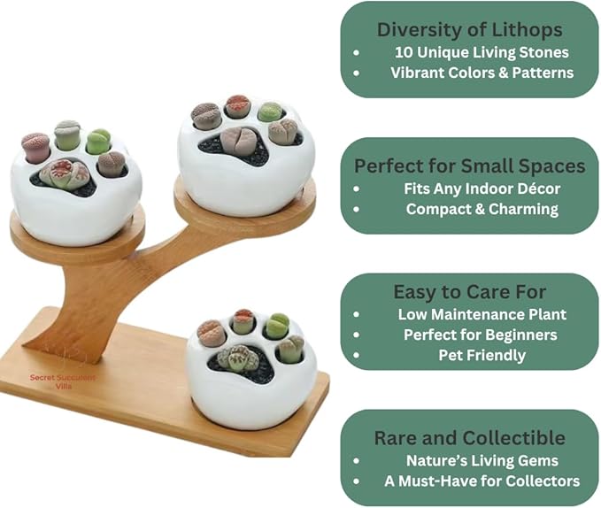 Live Lithops Succulent Plants, 10 Pcs, Rainbow Colorful Variety, Random Pick, Bare Root Without Pot & Soil, Indoor Office Desk Decoration, Plant Lovers Gifts
