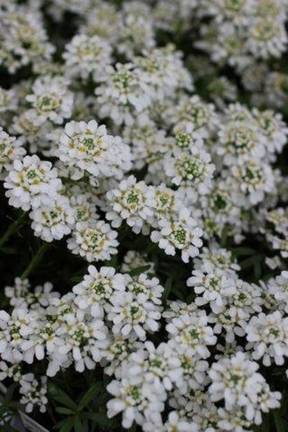RedCrocus White Out Candytuft Iberis sempervirens- Evergreen Ground Cover, White Flower Clusters, Attracts Pollinators, Container & Garden Use, Pet Safe 2 Gallon