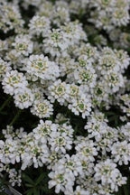 RedCrocus White Out Candytuft Iberis sempervirens- Evergreen Ground Cover, White Flower Clusters, Attracts Pollinators, Container & Garden Use, Pet Safe 2 Gallon