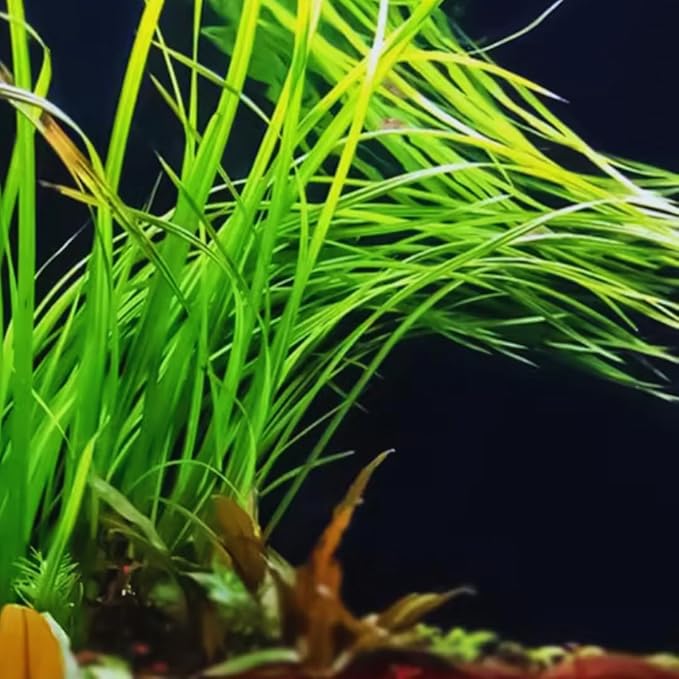 6 Jungle Vals Plants Live, Jungle Vallisneria Aquarium Plants Live, Aquarium Pond Aquatic Plant, from 4 to 5 Inc Tall