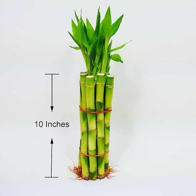 Bamboo Stalks with Shoots, 10"