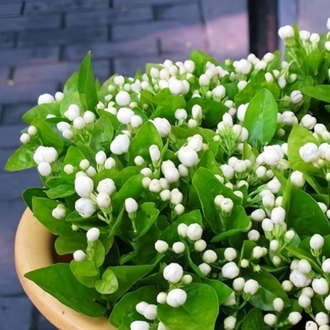 100PCS Jasmine Vine Seeds for Planting – Highly Fragrant Sweet-Scented Flower, Fast-Growing Hardy Perennial, Heat & Drought Tolerant, Attracts Butterflies, Ideal for Outdoor Garden Deco Gift