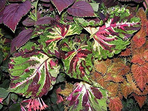 Coleus Wizard Mosaic,Annual Flowers Seed,Easy To Grow, Shade Loving Plant !(100 Seeds)