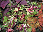 Coleus Wizard Mosaic,Annual Flowers Seed,Easy To Grow, Shade Loving Plant !(100 Seeds)