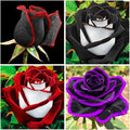 300+ Perennial Mixed Rose Flower Seeds for Planting Outdoor-Fragrant Non GMO Heirloom Garden Home Great Gardening Gifts