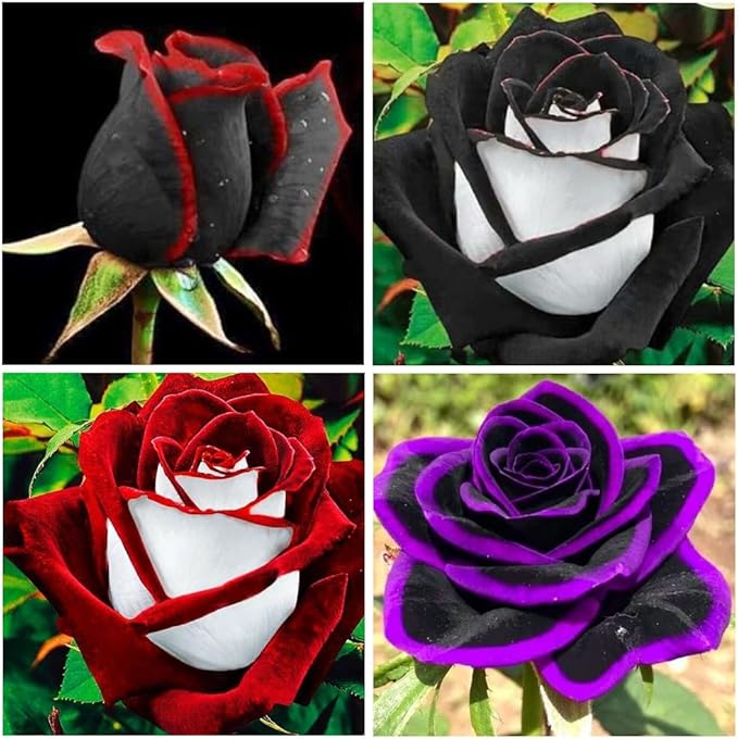 300+ Perennial Mixed Rose Flower Seeds for Planting Outdoor-Fragrant Non GMO Heirloom Garden Home Great Gardening Gifts