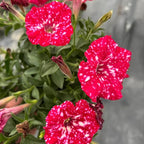 Night Sky Petunia Seeds for Planting,1000+ Mixed Rare Starry Sky Ipomoea Flower Seeds, Trailing Plant, Heirloom Non-GMO Petunia Seed for Home Garden