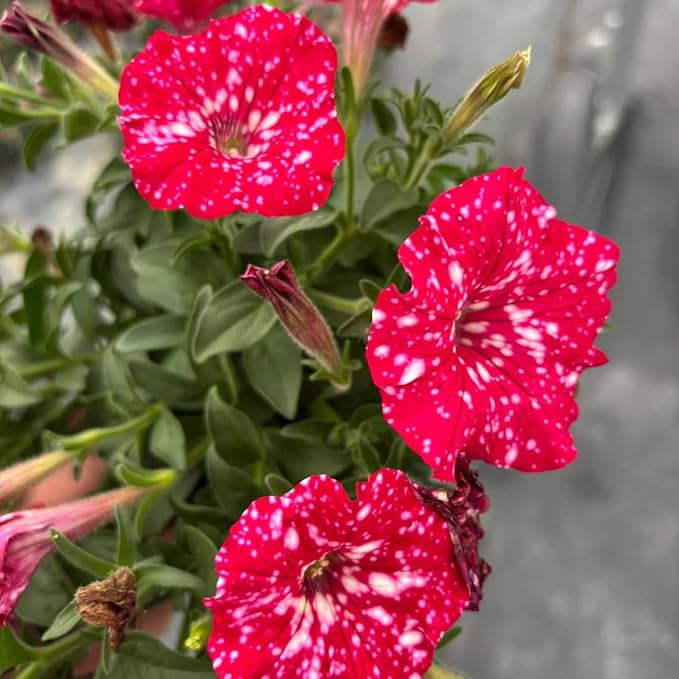 Night Sky Petunia Seeds for Planting,1000+ Mixed Rare Starry Sky Ipomoea Flower Seeds, Trailing Plant, Heirloom Non-GMO Petunia Seed for Home Garden