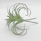 Small Artificial Air Plants Look Real Succulants Plant Faux Greenery Bromeliads for Garden Home Office Decoration (Green Flocking Air Plants)