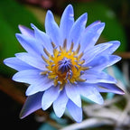 4 Pack Water Lily Tubers Live Aquatic Plant Freshwater Pond Garden Colorful by Greenpro