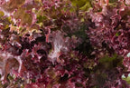 1000 Salad Bowl Red Lettuce Seeds for Planting 2+ Grams of Seeds Non GMO Heirloom Garden Vegetable Survival Baby Greens Bulk
