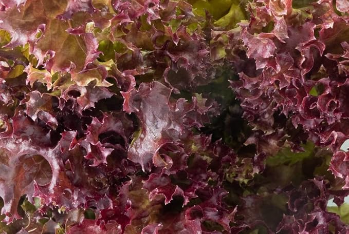 1000 Salad Bowl Red Lettuce Seeds for Planting 2+ Grams of Seeds Non GMO Heirloom Garden Vegetable Survival Baby Greens Bulk