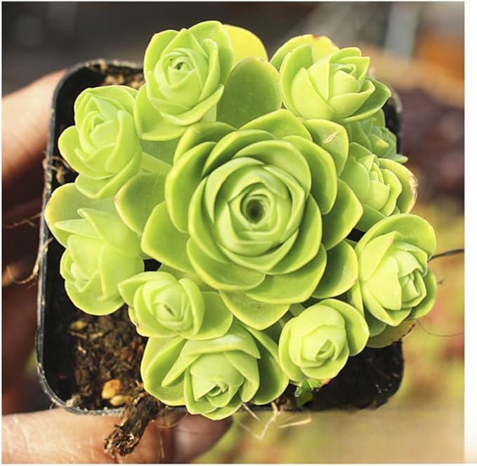 Mountain Rose Succulent Greenovia Dodrentalis Live Plant in 2-Inch Pot | Unique Rose-Shaped Crassulaceae for Indoor Home and Office Decor