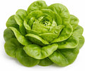 Buttercrunch Lettuce Seeds – Soft Butterhead Leaves, Compact Loose Heads for Home Gardens, Raised Beds & Containers