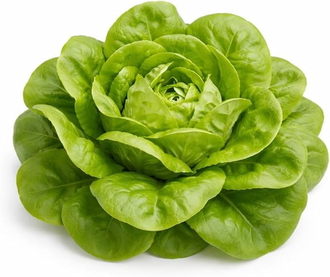 Buttercrunch Lettuce Seeds – Soft Butterhead Leaves, Compact Loose Heads for Home Gardens, Raised Beds & Containers