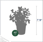 Live Aromatic and Edible Herb - Mint (4 Per Pack), Naturally Improves Breathing and Air Quality, 8" Tall by 4" Wide