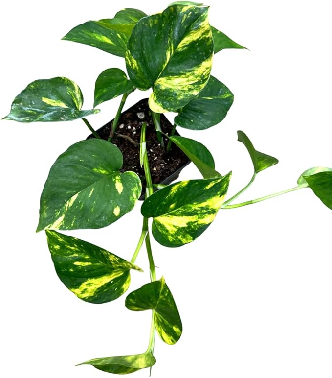 Golden Pothos Live House Plant – 4” Pot – Easy Care Indoor Plant – Air Purifying – Low Light Tolerant – Available in 1, 2, or 3-Pack (1)