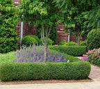 True Dwarf English Boxwood (Buxus) - Starter Plant (7m) (1 Live Plant)