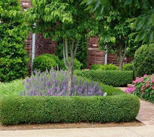 True Dwarf English Boxwood (Buxus) - Starter Plant (7m) (1 Live Plant)