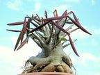 Caudex Plants Mixed Seeds, Rare Caudiciform Species, 20 Seeds by Exotic Succulent Collection