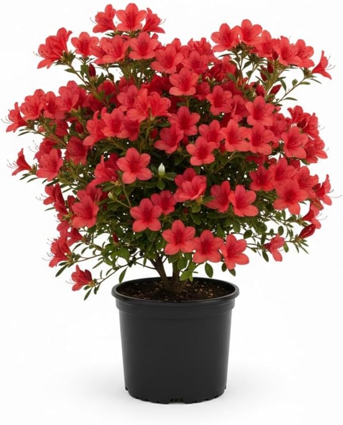 Azalea Live Plant, Live Azalea Plants, Flowering Shrub with Vibrant Red Blooms, 4-7 Inches Tall in 4 Inch Pot (Red)