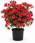 Azalea Live Plant, Live Azalea Plants, Flowering Shrub with Vibrant Red Blooms, 4-7 Inches Tall in 4 Inch Pot (Red)