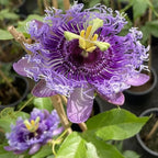 Light Lavender Passion Flower Plant Live, Passiflora Flowering Vine, Trailing Passion Flowers 4 to 8 Inch Tall