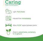 Bonnie Plants Spearmint Live Edible Aromatic Herb Plant - 4 Pack, Pet Friendly, Low Light, Part Shade, Great for Indoors