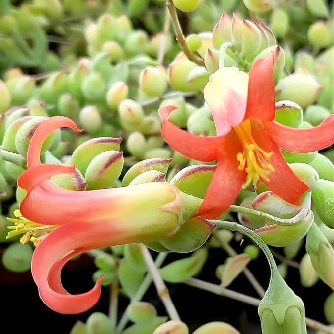 Cotyledon Pendens Succulent Plant Live – 6 Inch Pot | Rare Trailing Houseplant | Easy-Care Indoor Succulent