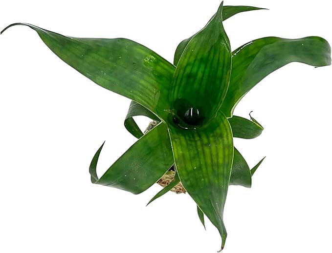 ragnaroc Live Plants – Bromeliad Vrisea Gigantea Nova, 4-8" 2" Plug - 1ct - Live Arrival Guaranteed - House Plants for Home Decor & Gift