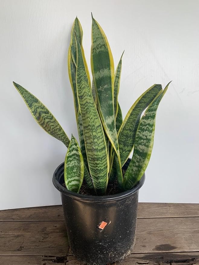 RedCrocus Variegated Snake Plant Sansevieria trifasciata Laurentii Indoor Plant- Easy Care, Low Maintenance, Air Purifying, Pet-Friendly (Toxic if Ingested) 6" Pot