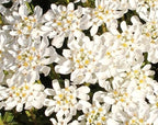 RedCrocus White Out Candytuft Iberis sempervirens- Evergreen Ground Cover, White Flower Clusters, Attracts Pollinators, Container & Garden Use, Pet Safe 2 Gallon