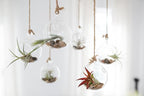 Air Plant Shop 10 Pack Tough Stuff Collection of Tillandsia Air Plants- Wholesale and Bulk - Succulents - Live Tillandsia - Easy Care Indoor and Outdoor House Plants