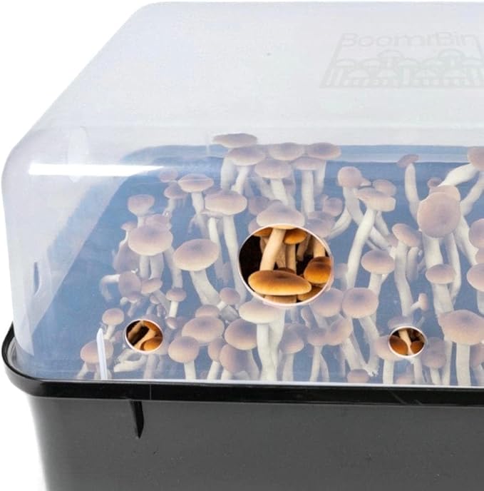 'Boomr Bin' Mushroom Monotub & Fruiting Chamber | Grow Your Own Mushrooms | North Spore
