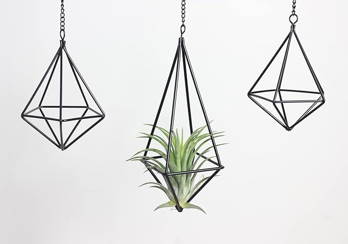 SZRUIZFZ Tillandsia Air Plant Holder Black Geometric Hanging Air Plant Holders Unique for Wall Decor Xerographica Air Plant Hanger for Indoor Decor Himmeli Geometric Decor (5Pcs)