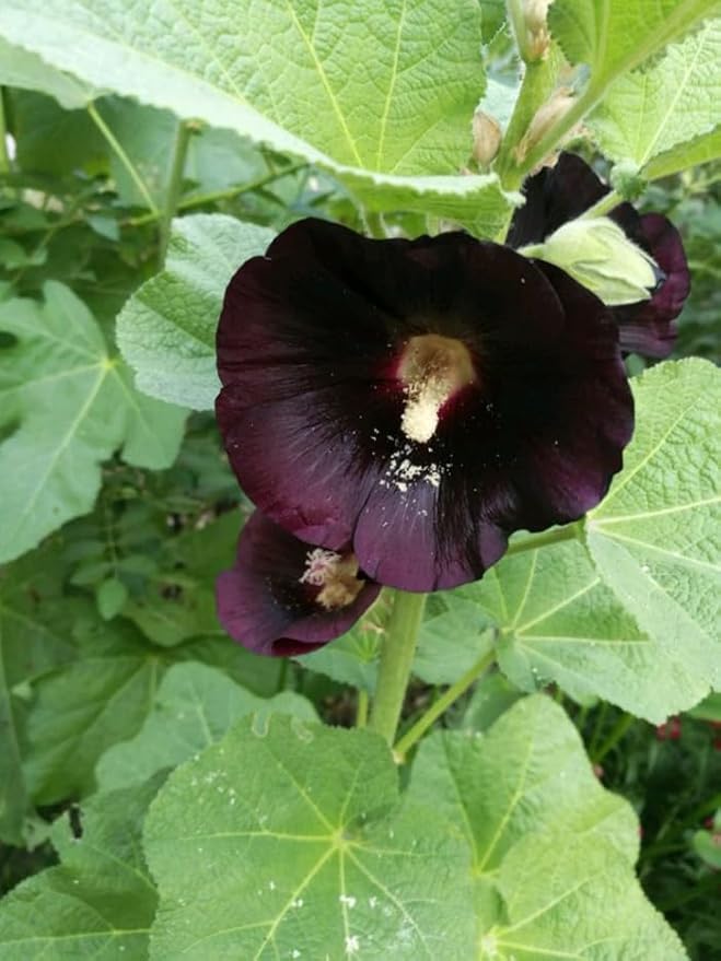 50pcs Summer Carnival Mix Hollyhock Seeds Heirloom Non-GMO Dwarf Biennial Pollinators