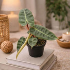 Philodendron Billietiae Live Plant for Indoor | Different Houseplants in 4'' & 6'' Pot | Real House Plant for Living Room, Office, Desk & Bathroom | Philidor | Billie
